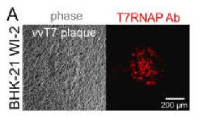 Cover image for Highly Sensitive T7 RNA Polymerase ELISA Kits for Biopharmaceutical Impurity Detection