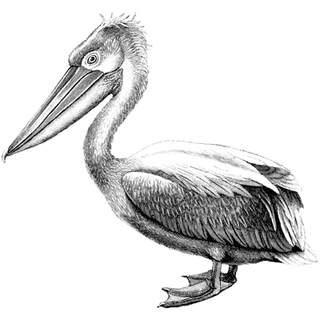 Mable Allen profile picture