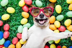Cover image for affordable dog trainer dubai