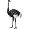 seremwillona profile image