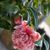 Online Plants