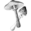 habiab34 profile image