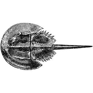 Teirrax Coin profile picture