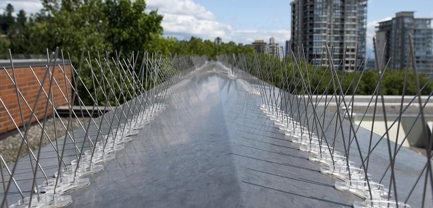 Cover image for Bird Spikes in Dubai for Effective Pest and Property Protection