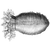 Taruno