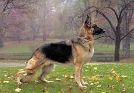 German Shepherd