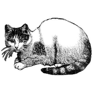 Zach Bryan Merch profile picture