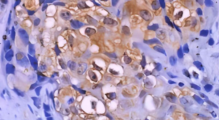 Cover image for DS IHC Kits for Human and Rodent Tissues