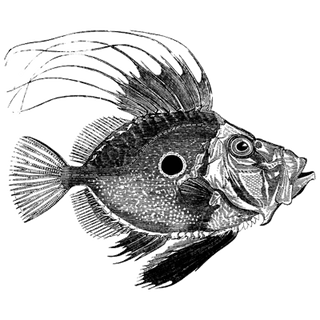 Antoine Dill profile picture
