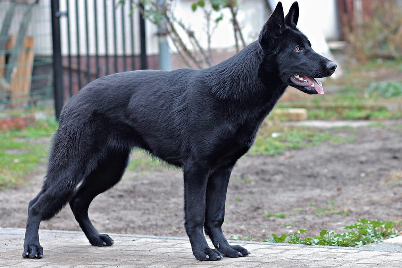 German Shepherd