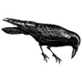 vensplanpooces1981 profile