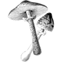 trifosousspyw1980 profile