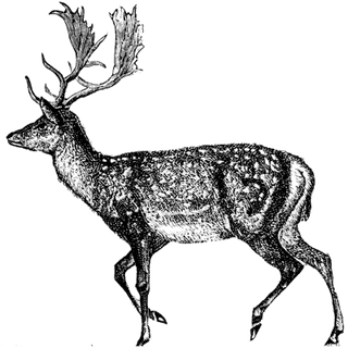 William Black profile picture