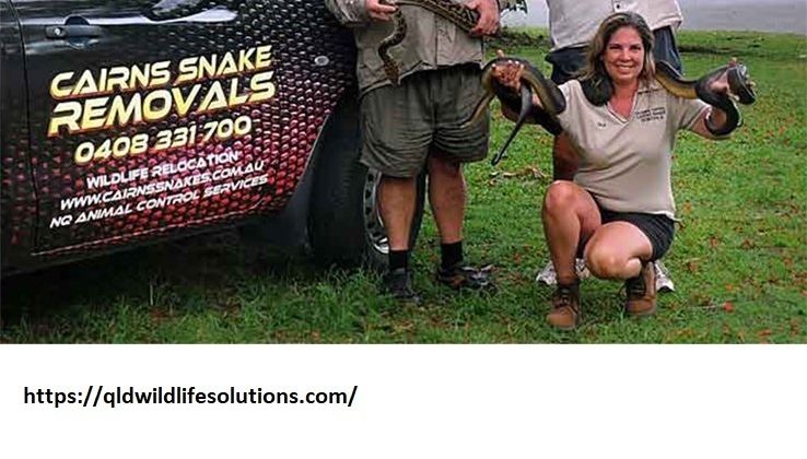 Cover image for Snake Catcher Cairns