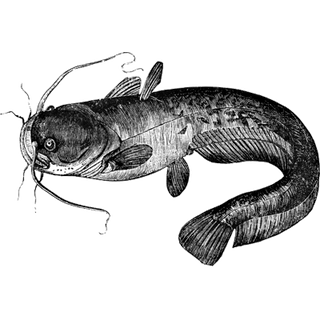 Jeremy Hill profile picture