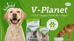 Cover image for Healthiest Dog Food Dubai