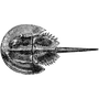 deilopdecas1974 profile