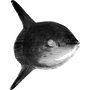 leonardjoshua857 profile