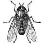 vispawira1975 profile