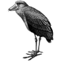 woireste profile
