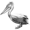deanogata257 profile image