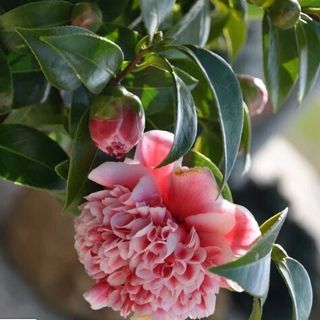 Online Plants profile picture
