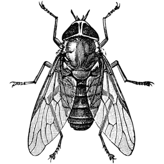 Guest Post profile picture