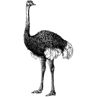 charles hensen profile picture