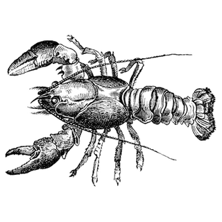 webow profile picture
