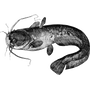giesestuhy1981 profile