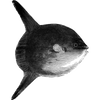 chintusingg profile image