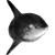 Magnificette