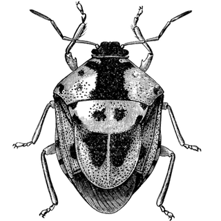 talhalogical profile picture