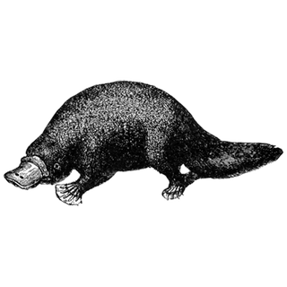 Dragan Sanders profile picture