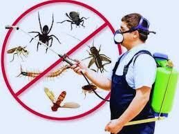 Cover image for Termite Control Treatment Services in Lahore