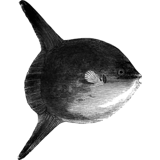 Sp5der Hoodie profile picture